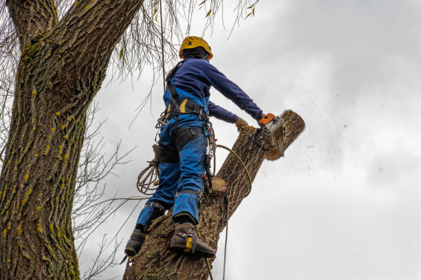 How Our Tree Care Process Works  in  Bellevue, ID